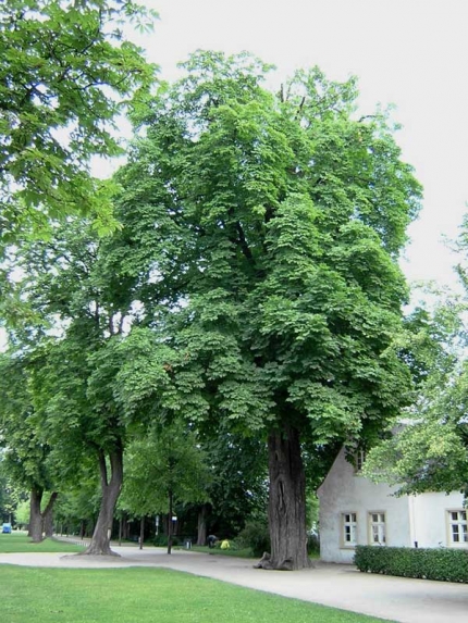 Bild 1 von Kastanie am Schloss Neuhaus